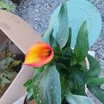 Zantedeschia albomaculata പുഷ്പം