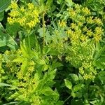Thaspium barbinode Bleunienn