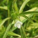 Asystasia mysorensis Květ