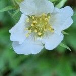 Potentilla caulescensFlors