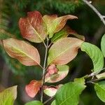 Euonymus atropurpureus Foglia