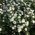 Anthemis arvensis Hábitos