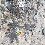 Encelia canescens Blomma