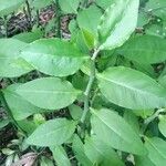 Pedilanthus tithymaloides Fuelha