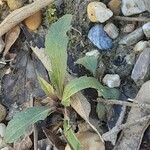 Ageratina riparia Leaf