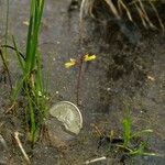 Utricularia minor Habit