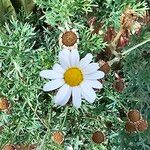 Argyranthemum foeniculaceum Цвят