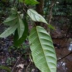 Conceveiba guianensis Leaf