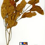 Cryptocarya retusa Otro
