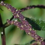 Urtica membranaceaFlower