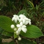 Psychotria pulchrebracteata