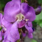 Leptospron adenanthum Flower