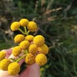 Tanacetum vulgareЦветок