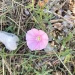 Convolvulus cantabricaBlomst