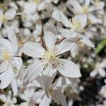 Clematis armandii