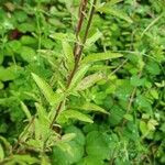 Epilobium lanceolatum Leaf