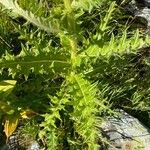 Cirsium spinosissimum Лист