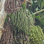 Caryota mitis برگ