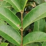 Landolphia camptoloba Hoja