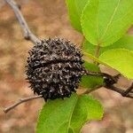 Guazuma ulmifolia 果實