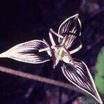 Scoliopus bigelovii Blüte