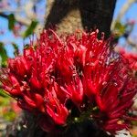 Schotia brachypetalaFlower