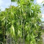 Dracaena reflexa Лист