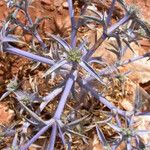 Eryngium triquetrum Folio