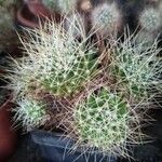 Mammillaria decipiens Foglia