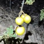 Solanum linnaeanum Плод