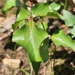 Commiphora baluensis 葉