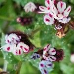 Anchusa variegata Rinde