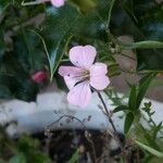 Vaccaria hispanica Flower