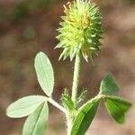 Trifolium squamosum Foglia