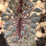 Drimia numidica Flower