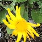 Senecio provincialis Flower