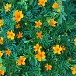 Tagetes erecta花