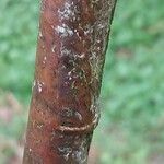 Castanea mollissima Bark