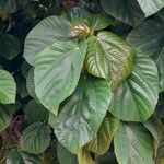 Ficus auriculata Folha