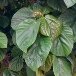 Ficus auriculata Blad