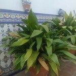 Aspidistra elatiorبرگ