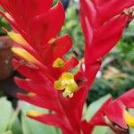Lutheria splendens Fleur