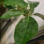 Juanulloa mexicana Hoja