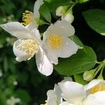 Philadelphus lewisiiFlor