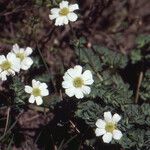 Callianthemum coriandrifolium Habit