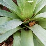 Neoregelia pineliana Fuelha