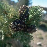 Pinus albicaulis Fruit