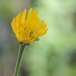 Helenium pinnatifidum Flower