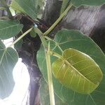 Ficus nymphaeifolia 葉