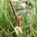 Carex nigra Blüte
